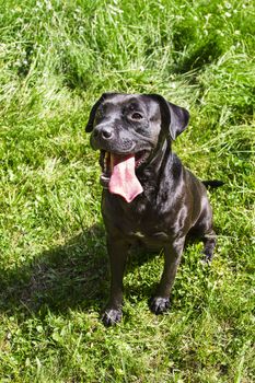 Black dog with his tongue out sitting in the grass