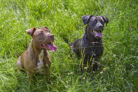 brown pitbull and black labrador mix sitting in a grass field with their tongue out