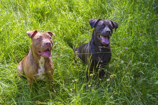 Young female pitbull and black male pitbull mix sitting in the grass