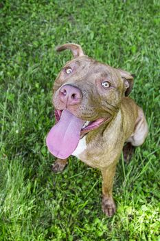 Young female pitbull sitting in the grass