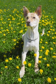 golden dog getting up from a field of dandelion