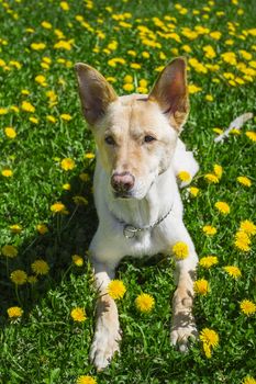 golden dog laying in a field of dandelion