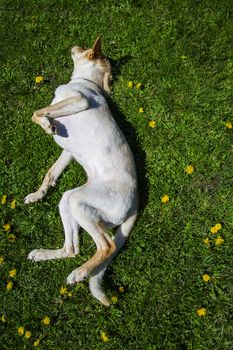 golden dog rolling in the grass and dandelion