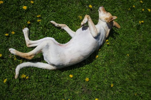 golden dog rolling in the grass and dandelion