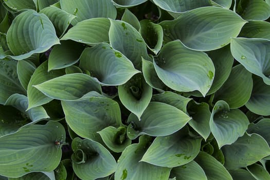 texture composed of green leaves with droplet of water
