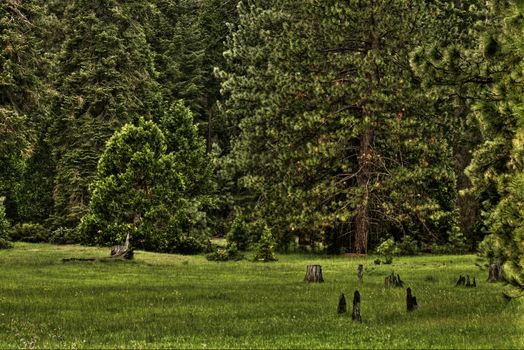 Forest Meadow 0348 - A green meadow in a dense green forest.