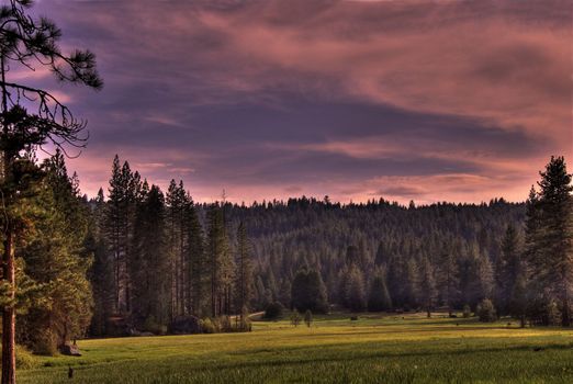 Forest Meadow 0349 - A meadow in a pine forest under a pink sunset.