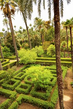 Palms Hedges Garden Alcazar Royal Palace Seville Andalusia Spain.  Originally a Moorish Fort, oldest Royal Palace still in use in Europe. Built in the 1100s and rebuilt in the 1300s. 