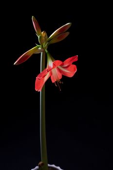 Red amarilis flower