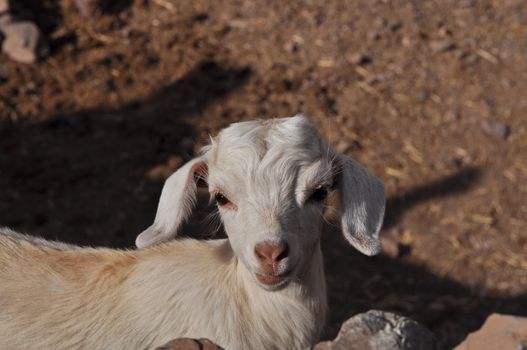 Young white goat looking in to the camera