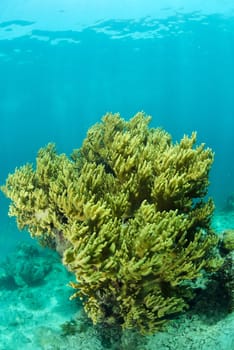 bright coral underwater in Sipadan, Malaysia