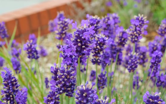 Close-up image of colourful Lavender flowers.