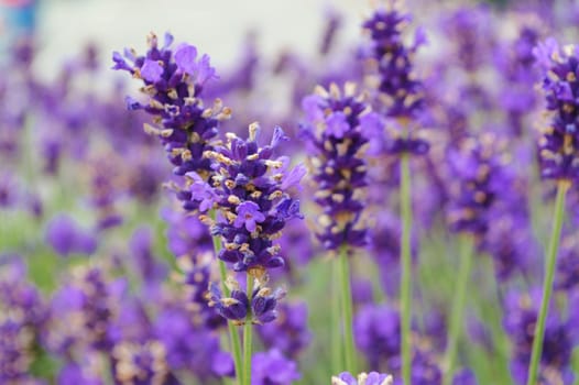 A close-up image of colourful Lavender flowers.