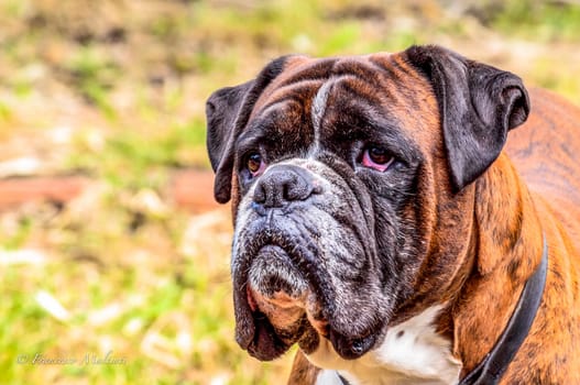 Foreground of head of a beautiful dog