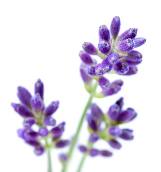 Lavender flowers isolated on white background. Macro shot