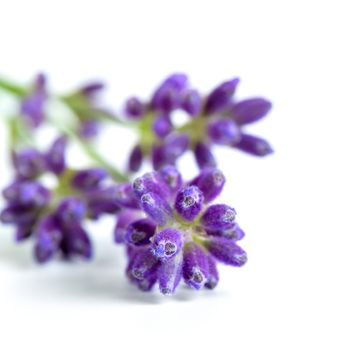 Lavender flowers on white background. Macro shot