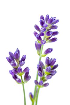 Lavender flowers isolated on white background. Macro shot