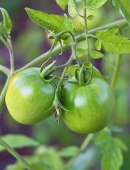 Farm of tastygreen tomatoes on the bushes 