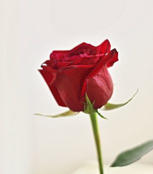 Red rose on whitte background with green leaves