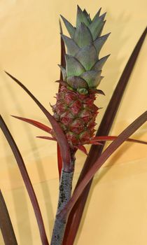 Baby pineapple with leaves on yellow background