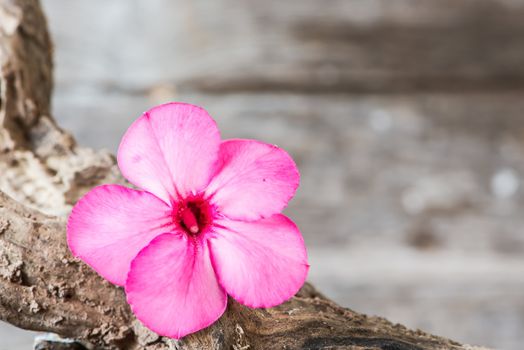 Desert rose or Ping Bignonia flower or Pink azalea flowers on old wood.