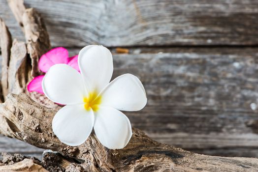 frangipani flower (Plumeria) on wood