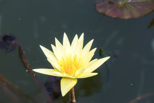 Yellow lotus This was taken from park in Thailand.