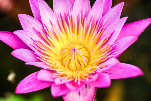 close up of yellow-pink lotus flower.