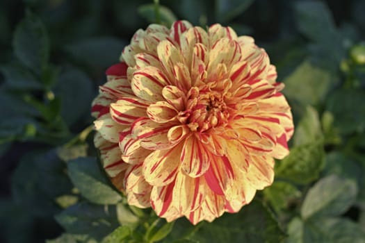 Redand yellow Dahlia flower with green leaves
