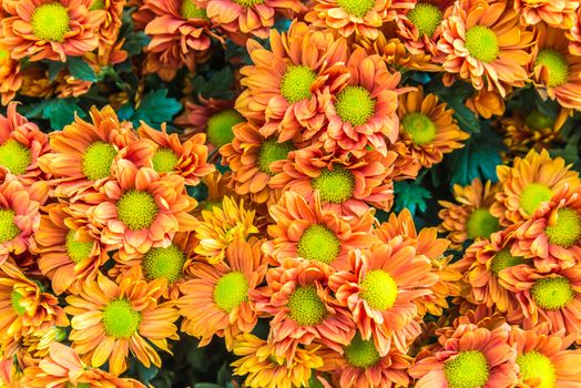 Beautiful flowers of chrysanthemums