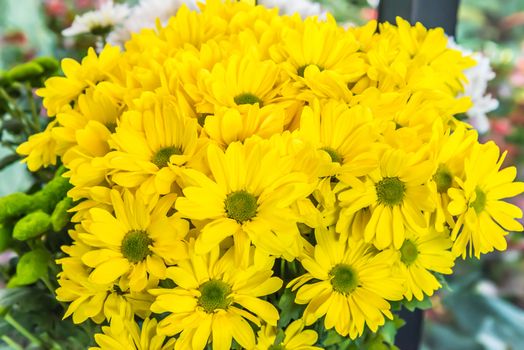 Beautiful flowers of chrysanthemums