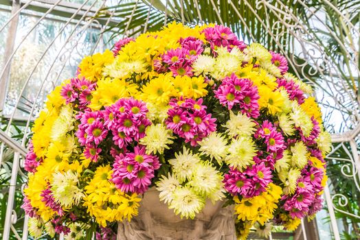 Beautiful flowers of chrysanthemums