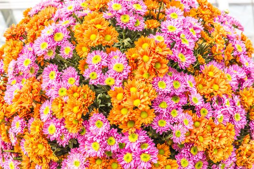 Beautiful flowers of chrysanthemums