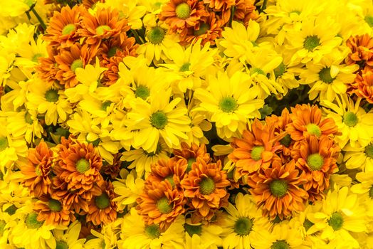 Beautiful flowers of chrysanthemums