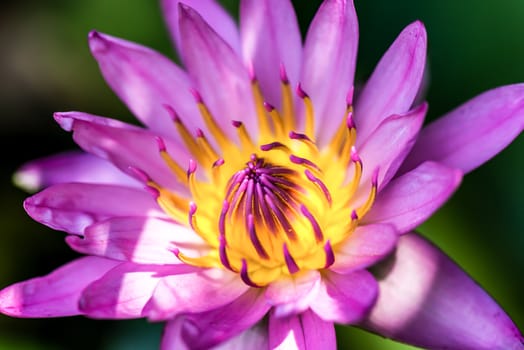 close up of yellow-pink lotus flower.