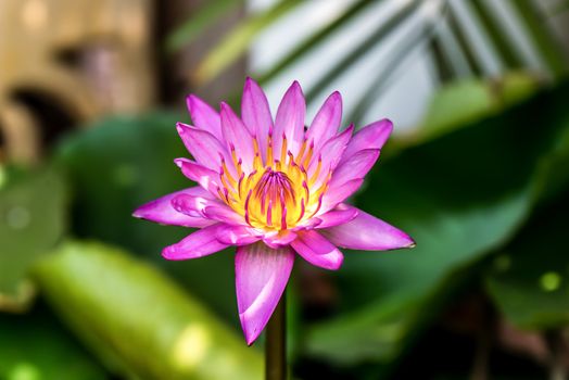 close up of yellow-pink lotus flower.