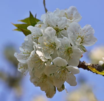 White  flowers of the cherry blossoms on a spring