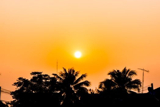 Coconut Tree Silhouettes