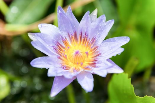purple lotus and water drop.