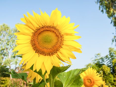 A field of sunflowers in thailand