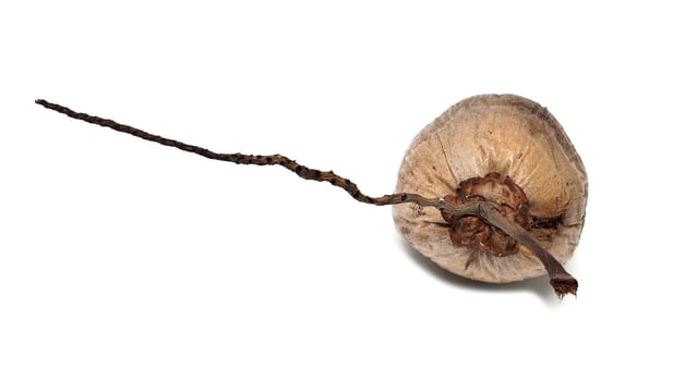 Dry coconut isolated on white background