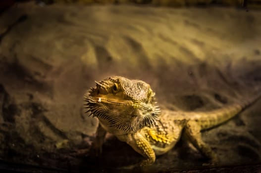 Picture of a young lizard in croatia europe