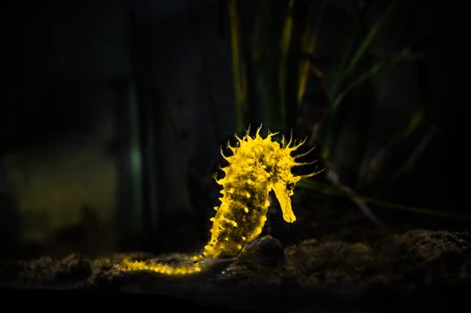 yellow glowing seahorse (Hippocampus) swimming on black, Croatia.