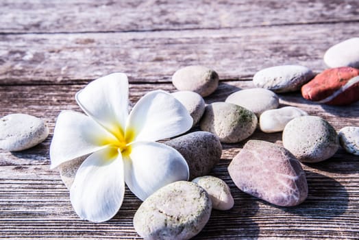 frangipani flower  and stone  on old wood