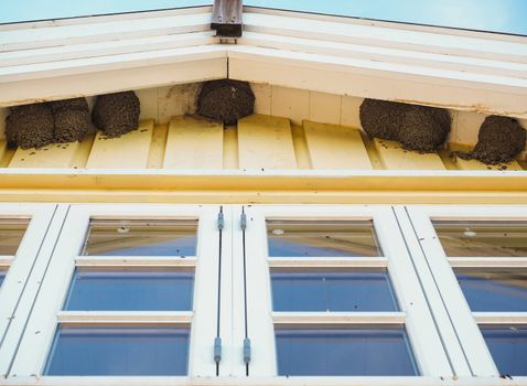 Delichon urbica birds nesting under the eaves over blue windows under blue sky at summer