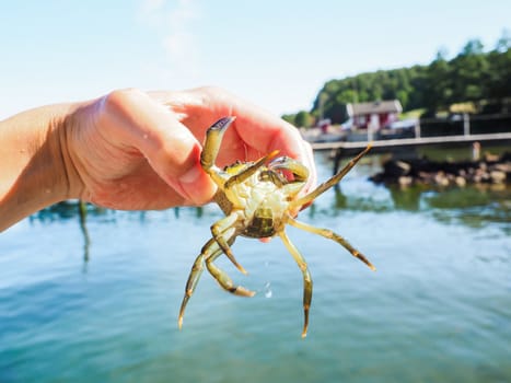 Person holding an alive crab in front of a beach and green water at summer