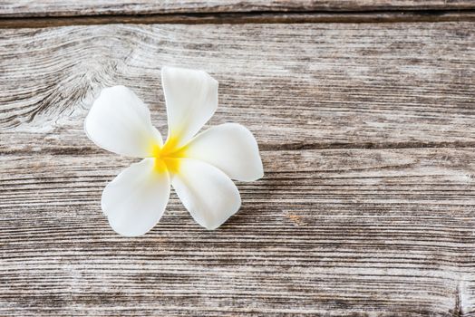 frangipani flower on old wood