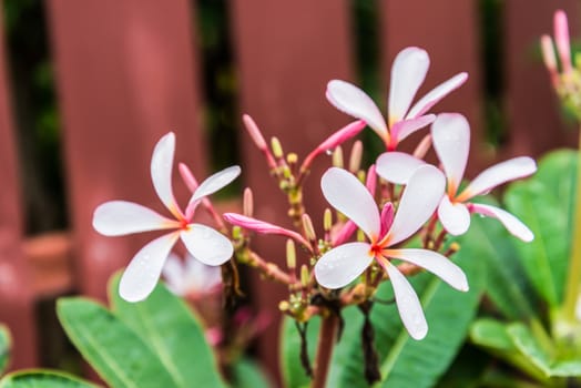 pink plumeria flowers with green leaf and Brown fence background