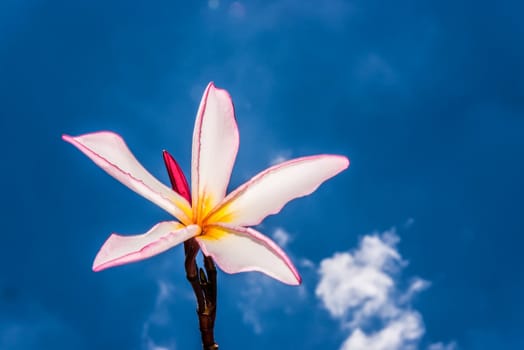 pink frangipani and blue sky