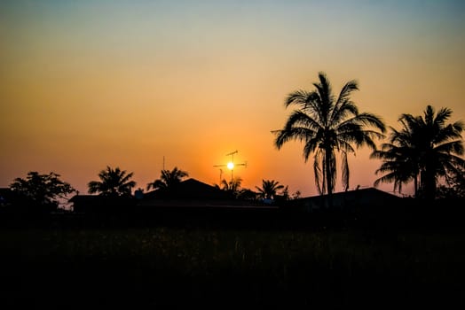 Silhouetted of coconut tree at sunset